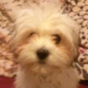 Meet your Posher, Brownie